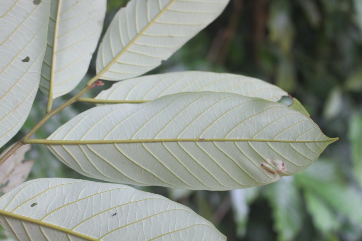 Cryptocarya wightiana Thwaites